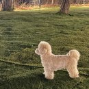 보령애견동반펜션 피노비스타 | [공지] 대천 해수욕장 근처 보령 애견동반숙소 피노비스타 애견펜션 대형룸