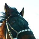 경보목장 이미지