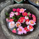 동백꽃식당 이미지