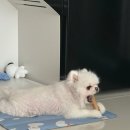 삼미시장2 이미지