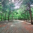 오토123 | 하얀숲 오토&amp;글램핑 직접 다녀온 솔직 후기