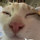 톡톡사랑니치과의원 네이버블로그