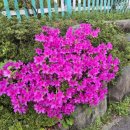 진영금병초등학교 이미지