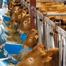 늘푸름목장 이미지