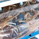 해림대게 이미지