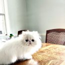 라라뉴욕 이미지