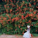 홍련산의공원-2 | 양평 세미원 백련~홍련 연꽃 아이 이뽀라 산책을 가다,,!!