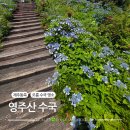 제주오름수산 | 제주 오름 수국 명소 영주산 오늘 개화 후기