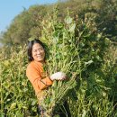지리산삼계탕 - 구미시 금오시장로6길 5-2 | 지리산처럼 들깨삼계탕 국산 들깨 누룽지 보양식 12kg 체험 후기
