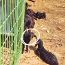 청파농장 이미지