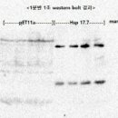 6/3 1분반 실험6 westernblot 결과 사진 올립니다. 이미지