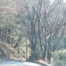 죽도봉길 이미지