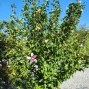 안동무궁화 이미지