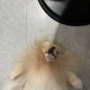 멍브로 이미지