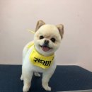 THE반하개 이미지