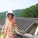 나비잠자리 이미지