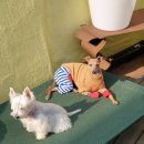 슈가독살롱 이미지