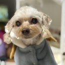 이도메디컬 | 강아지 백내장 관리 | 페노비스 루테인 1000mg 후기