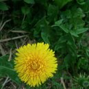 성골 농원 이미지