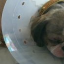 빠박이 애견미용 이미지