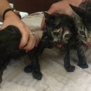 가방위에 고양이 이미지