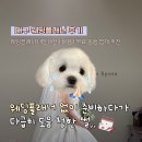 동행샵 | 대구 웨딩플래너 추천 비용 내돈내산 후기 드레스샵 투어 동행 대구다이렉트웨딩