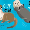 귀염 수달 아니 해달 이미지