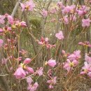 옛날파전 이미지