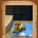 VIP동물의료센터 서초동작점 이미지