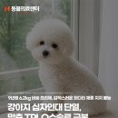 세계로종합동물병원 | 강아지 십자인대 단열, 맞춤 TPLO수술로 극복, 노원강북동물병원, N동물의료센터 노원점