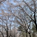 버들농원 | 버들농원 카페 여로 :) 의정부 녹양동 벚꽃구경 인생샷 🔆