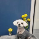 멍멍's 연구소 이미지