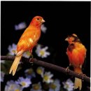 카나리아 이미지