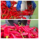 첫물 두물 젤 좋은 건고추 50% 맛보기 이벤트 이미지