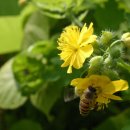 애기똥풀 이미지