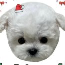 퍼피럽 강아지분양 고양이분양 군산본점 이미지