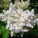 들정향나무 [정향나무, Japanese tree lilac, Syringa reticulata] 이미지