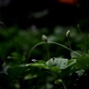 안석낚시터 이미지