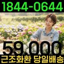 양평장례식장 | 양평 장례식장 근조화환: 경기 지역 당일배송으로 품격 있게 조의를 전하는 노하우