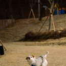 겨우리애견 | 파주 신상 대형애견카페 슈베르몽