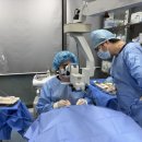 비글구조네트워크 동물메디컬센터 | 서천동 동물병원, 눈에 체리처럼 튀어나온 혹, 그냥 두면 안 되는 이유