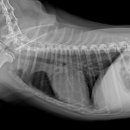 광주동물병원 이미지