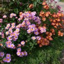 국립 산림과학원의 가을풍경-3 이미지