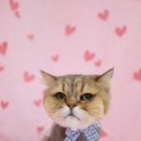 이쁘면다냥 이미지