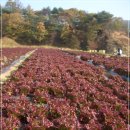 고일농장 이미지