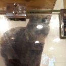 동물병원루니 이미지