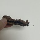 뚜레쥬르 신림사거리점 | 뚜레쥬르 초초모스 신상 빵추천 🍫 내돈내산 솔직후기