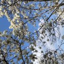 영인면 아산온천로 이미지