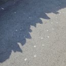 제주 올레길 15코스 B | 제주 올레길 15-B코스 기록 (한림~고내)