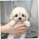 퍼피데이즈강아지분양김포 | 김포강아지분양, 퍼피에몽에서 행복한 새 가족을 맞이하다